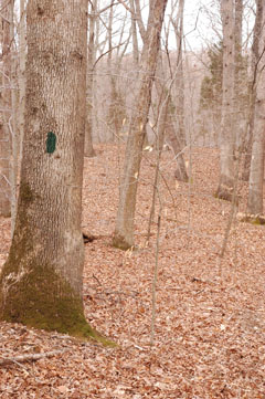 Green Blaze of the Crossing Trail