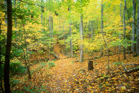 Fall Foliage