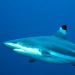 Sharks!