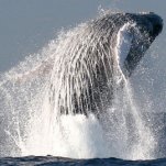 Thar she blows!