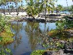 Fish Pond