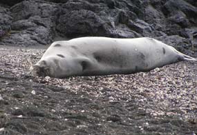 `Ilio holo i ka uaua (Hawaiian Monk Seal) resting on a Hilo, Hawaii beach