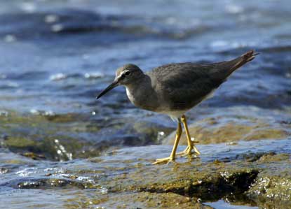 Wandering tattler