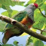 Marianas Fruit Dove, an endangered species