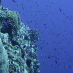 Coral reef at the American Memorial Park