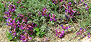 Missouri Milkvetch Missouri Milkvetch