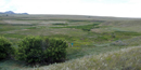 Box elder trees on battlefield Box elder trees on battlefield