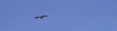 bird flying above Big Hole NB