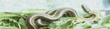 Garter snake