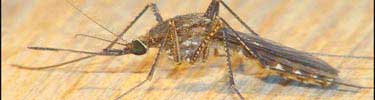 Mosquito