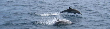 dolphin