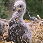 Bald eagle chick in nest.