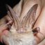 California Bat Research