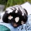 Island Spotted Skunk Studies