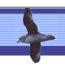 Marine Ornithology