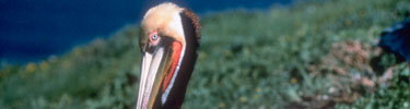california brown pelican