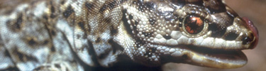 night lizard, santa barbara island