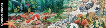 painting of plants and animals at channel islands