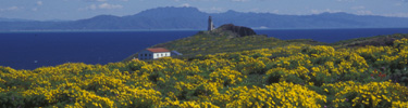 coreopsis and lighthouse, anacapa island