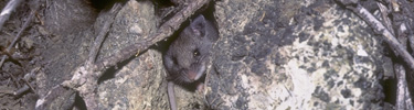 island deer mouse