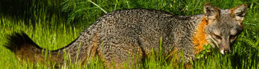 island fox   timhaufphotography.com