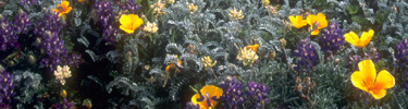 wildflowers, san miguel island   timhaufphotography.com