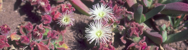 non-native, invasive iceplant
