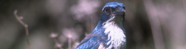 Island Scrub Jay, Santa Cruz Island - photo courtesy Collins