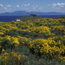 Restoring Anacapa Island: Native Plants