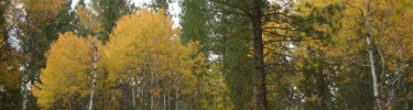 aspen in fall