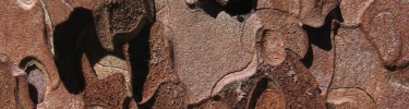bark