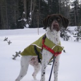 Visiting Crater Lake with Pets