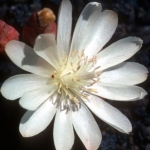 Bitterroot flower