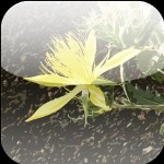 wildflower app logo