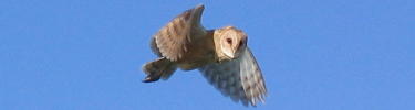 Barn owl