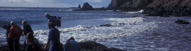 tidepooling at frenchy's cove, anacapa island