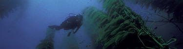 diver in kelp forest jimknowlton.com