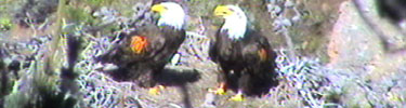 bald eagles on nest, santa cruz island
