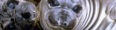 elephant seal pups