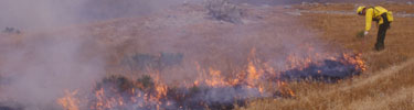 Prescribed burn on Santa Cruz Island.