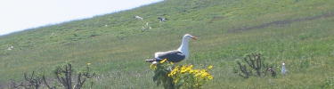 gull