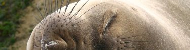 Sleepy elephant seal (Rocky Rudolph)