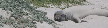 seal