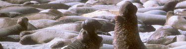 elephant seals, san miguel island