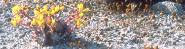 the endemic santa rosa island munchkin dudleya timhaufphotography.com