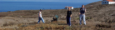 volunteers removing non-native iceplant on anacapa island