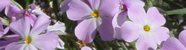 Dazzling purple phlox wildflowers