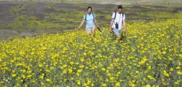 Shoreline Butte wildflower bloom - 2005