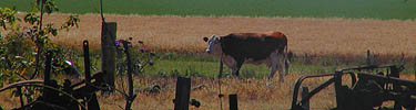Agricultural landscape