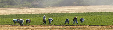Harvesting
